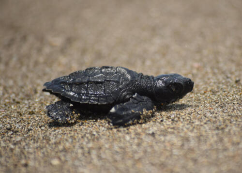 Liberacion-de-Tortugas